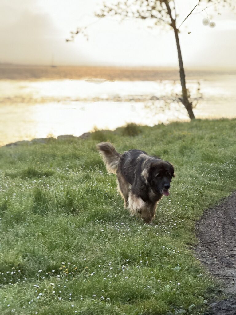 Heavy Ganbade sur la rive de la Loire au soleil couchant