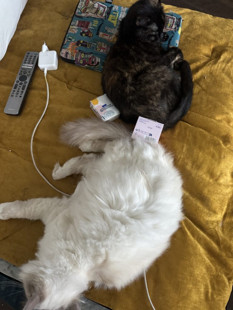 Mes deux chats dorment sur mes affaires. On aperçoit notamment mon chargeur de portable.