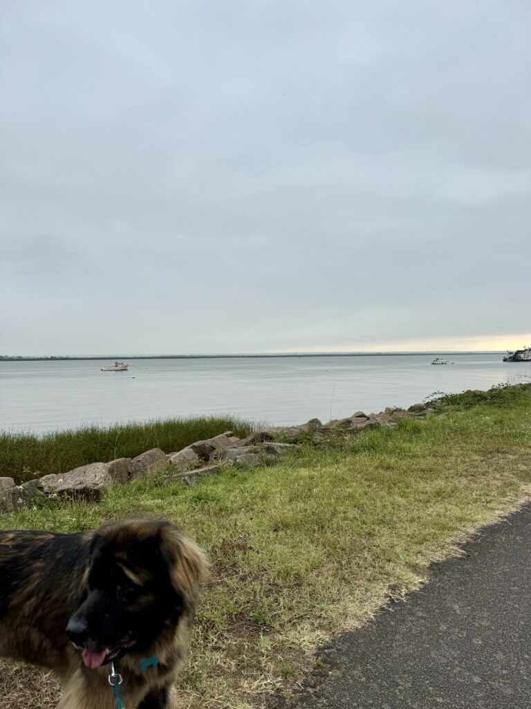 Ma chienne Heavy se promenant sur le bord de Loire . On aperçoit seulement sa tête.