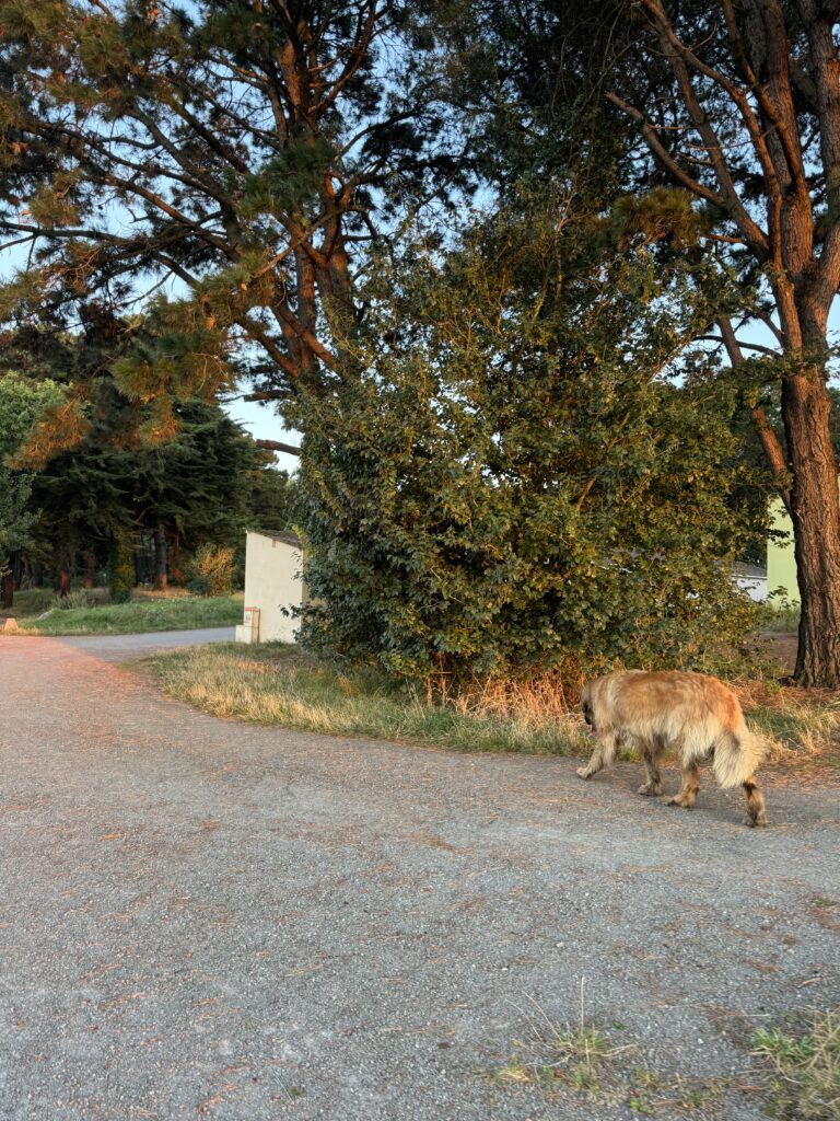 Mon chien se promène sur un chemin goudronné et bordé d'arbres dans la lumière rasante du soir
