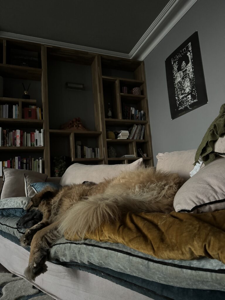 Mon grand chien Salem est vautré sur le canapé pendant que je regarde le film