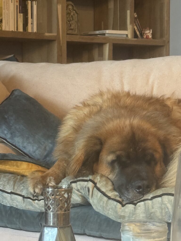 Mon chien Salem est complètement avachi sur le canapé