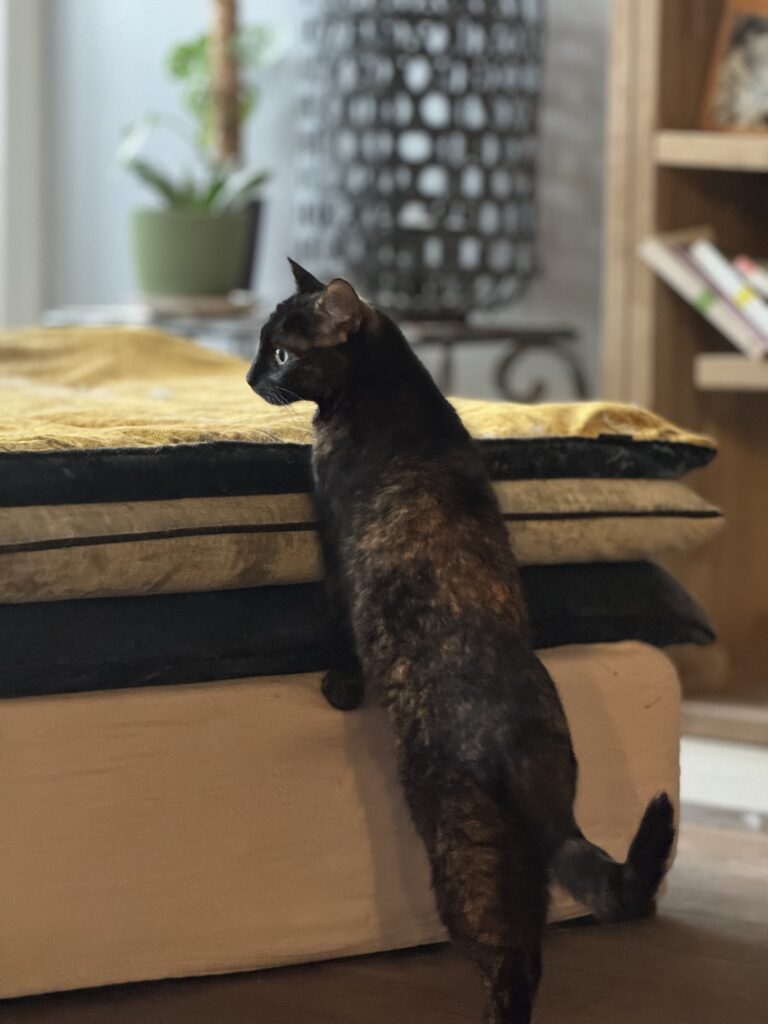 le chat se dresse sur ses pattes de devant pour monter sur le pouf