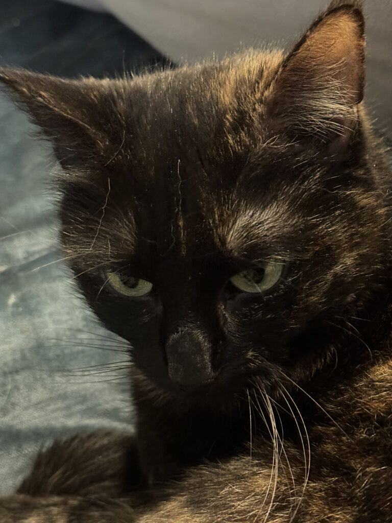 le chat fait la tête