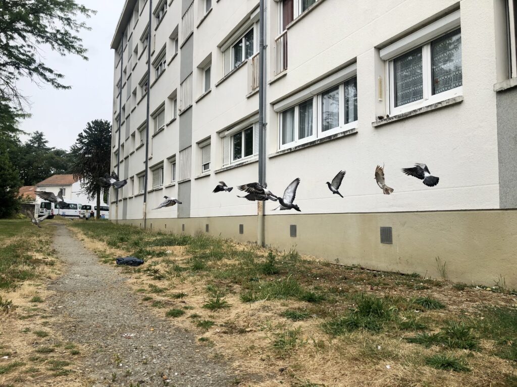 des pigeons s'envolent au pied d'un vieil immeuble