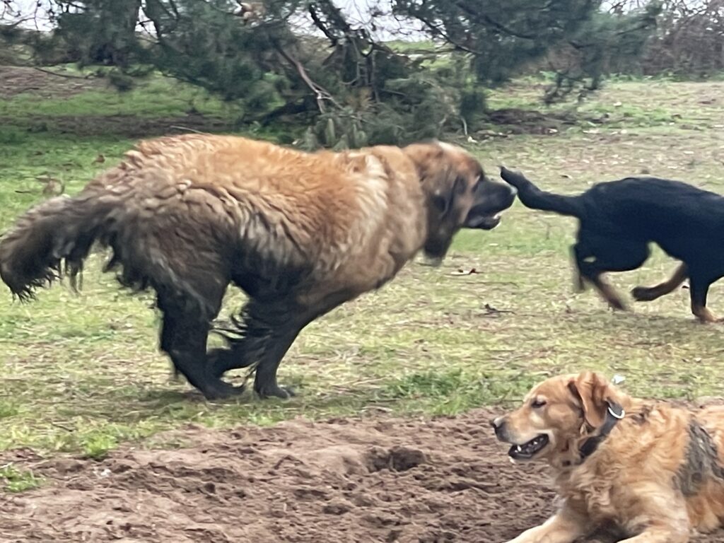 Trois chiens jouent ensemble dans l'herbe. L'un se roule par terre pendant que deux autres se courent après.
