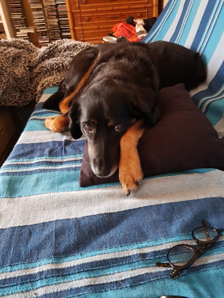 Un chien au pelage foncé sur un canapé recouvert d'une couverture. Près d lui sont posées des lunettes. 